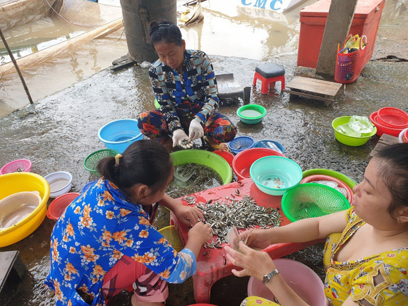 Mùa nước nổi ăn cá linh... nuôi - Ảnh 1.