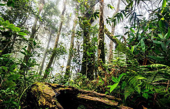 Suntory PepsiCo Việt Nam trồng rừng giữ nước để phát triển bền vững - Ảnh 1.