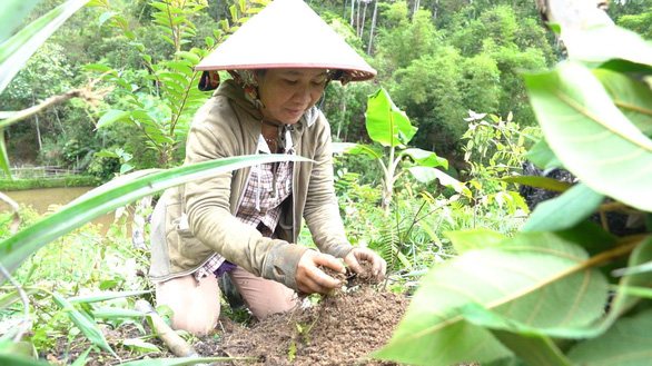 Suntory PepsiCo Việt Nam trồng rừng giữ nước để phát triển bền vững - Ảnh 4.