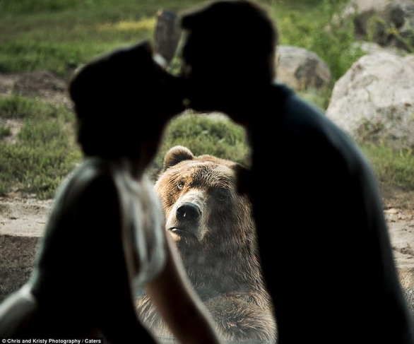 Chú gấu tỏ thái độ khi thấy cặp đôi hôn nhau - Ảnh 2.