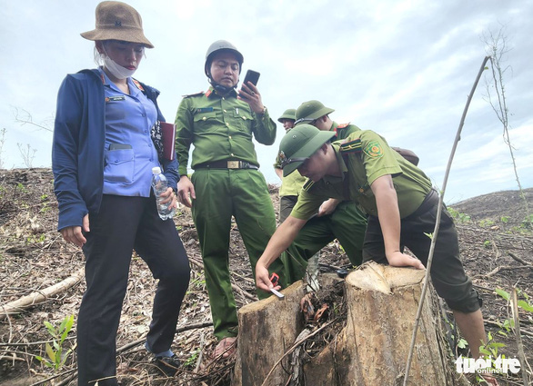 Tạm đình chỉ công tác cán bộ bảo vệ rừng vì hàng chục cây gỗ tự nhiên bị chặt hạ - Ảnh 1.