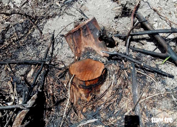 Tạm đình chỉ công tác cán bộ bảo vệ rừng vì hàng chục cây gỗ tự nhiên bị chặt hạ - Ảnh 2.