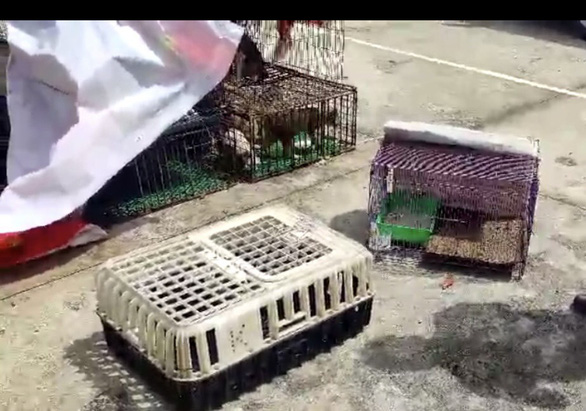 Thuê xe tải đi trộm mèo từ Đắk Nông đưa về Bình Thuận tiêu thụ - Ảnh 2.