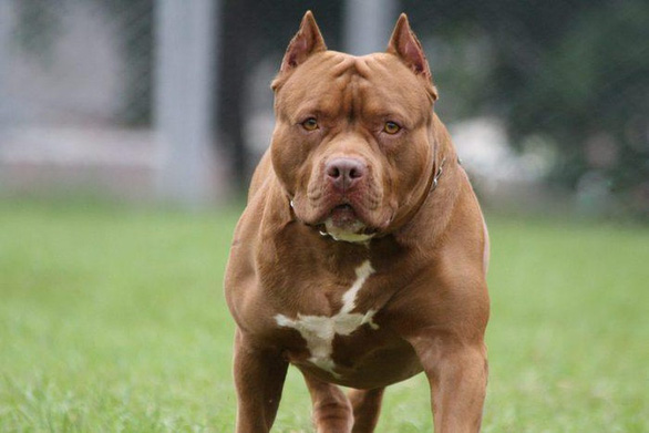 Chó pitbull nặng 40kg cắn chết nữ chủ nhà 64 tuổi - Ảnh 1.