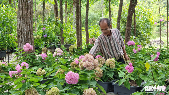 Người trồng kỳ hoa Đà Lạt ở đảo ngọc - Ảnh 1.