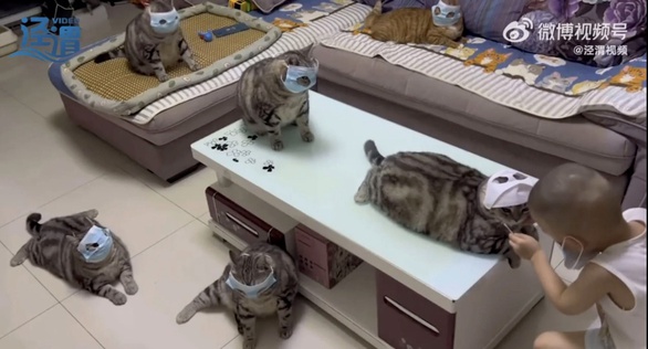 Bé trai 3 tuổi bắt mèo cưng đeo khẩu trang, xếp hàng chờ... chọt mũi - Ảnh 1. Bé trai 3 tuổi bắt mèo cưng đeo khẩu trang, xếp hàng chờ... chọt mũi - Ảnh 1.