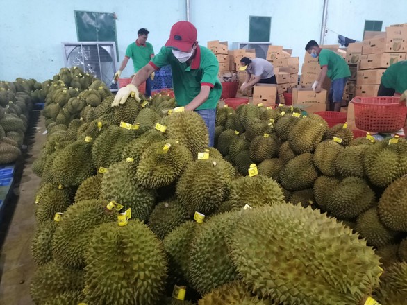Chính sách pháp lý xuất khẩu nông sản sang Trung Quốc liên tục đổi mới, nghiêm ngặt hơn - Ảnh 1. Chính sách pháp lý xuất khẩu nông sản sang Trung Quốc liên tục đổi mới, nghiêm ngặt hơn - Ảnh 1.
