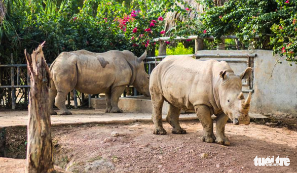 Sáu con tê giác chết bất thường trong khu sinh thái - Ảnh 1.