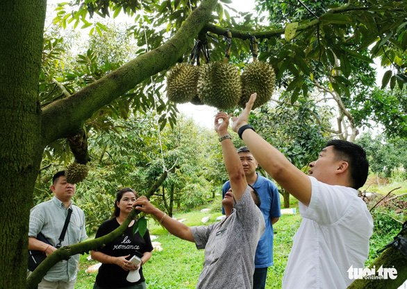 Lâm Đồng xuất khẩu hơn 70 tấn sầu riêng đầu tiên sang Trung Quốc - Ảnh 1.