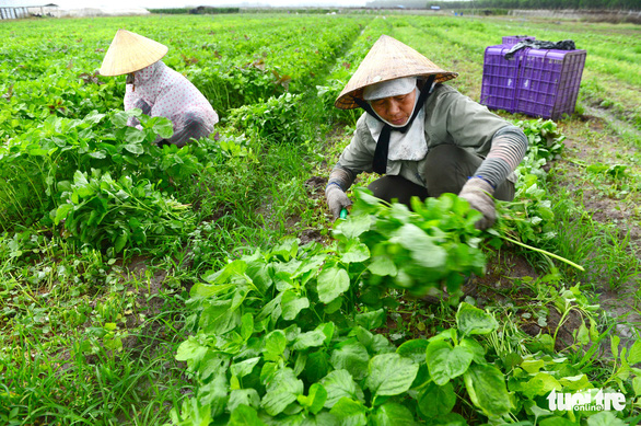  Sẽ thu hồi giấy phép nếu vi phạm - Ảnh 1.