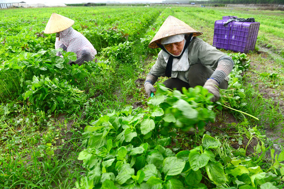 Cấp chứng nhận VietGAP: Sẽ thu hồi giấy phép nếu vi phạm - Ảnh 1.