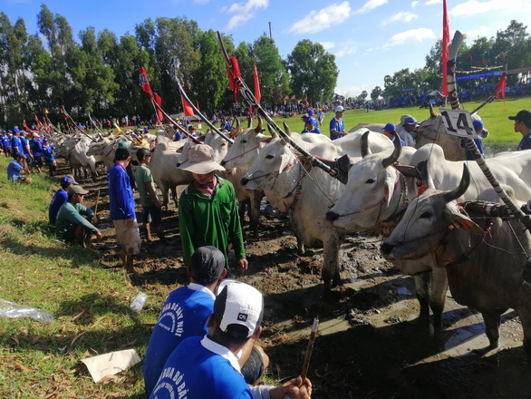 Hàng ngàn người đội nắng xem ngày hội đua bò Bảy Núi - Ảnh 2.