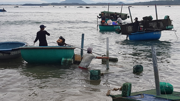 Dân Phú Yên hối hả vớt cả triệu con tôm hùm giống chạy bão số 4 - Ảnh 6.