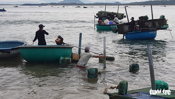 Dân Phú Yên hối hả vớt cả triệu con tôm hùm giống chạy bão số 4 - Ảnh 6. Dân Phú Yên hối hả vớt cả triệu con tôm hùm giống chạy bão số 4 - Ảnh 6.