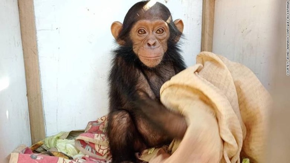 Bắt cóc tinh tinh đòi tiền chuộc ở Congo - Ảnh 1. Bắt cóc tinh tinh đòi tiền chuộc ở Congo - Ảnh 1.