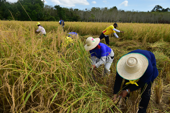 Thái Lan, Việt Nam bắt tay tính cách nâng giá gạo cao hơn - Ảnh 1.