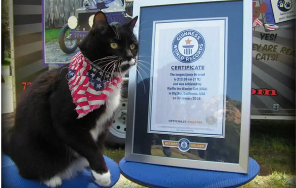 Cats break Guinness records - Photo 4.