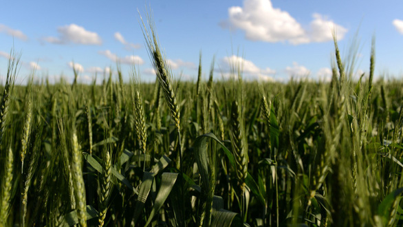 Lúa mì được trồng trên cánh đồng ở Ramallo, Buenos Aires, Argentina.Ảnh tư liệu: afp.com