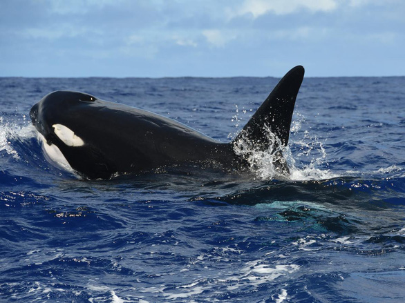 Voi, rái cá và cá voi là vũ khí bí mật chống biến đổi khí hậu - Ảnh 1.