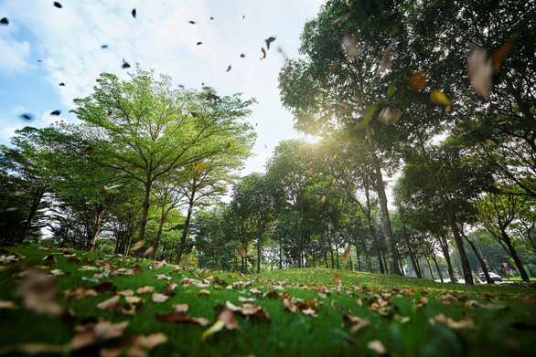 Celadon City được bao phủ bởi mảng xanh bao la, tràn đầy sức sống