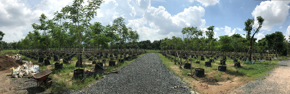 Hành trình thập kỷ ươm ‘rừng’ giữa lòng phố đầy ấn tượng của Gamuda Land tại TPHCM - Ảnh 2.