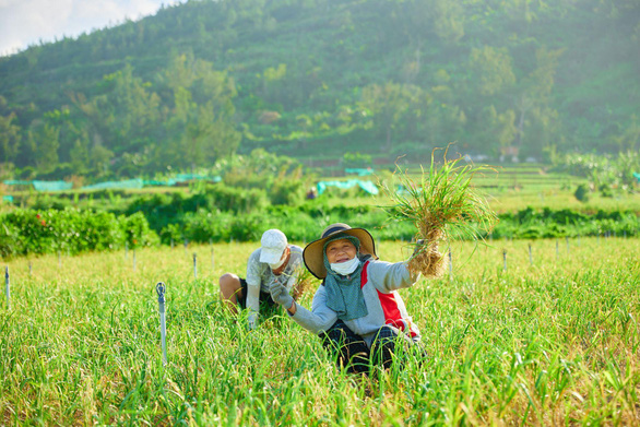 Tỏi Lý Sơn thực sự là một sản vật "vàng"