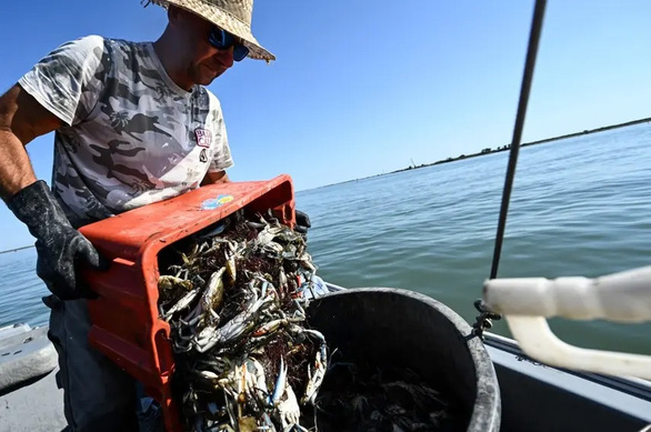 Một ngư dân thu hoạch cua xanh ở đầm Scardovari, phía nam Venice.Ảnh: afp.com.