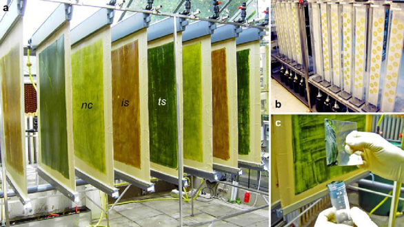 Giáo sư sinh học hàng đầu đến Việt Nam kể chuyện 30 năm nghiên cứu loài vi tảo 'siêu thực phẩm' - Ảnh 2.