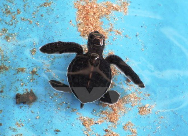Nói không với trứng vích, bảo vệ Thiên đường rùa biển Côn Đảo - Ảnh 1.
