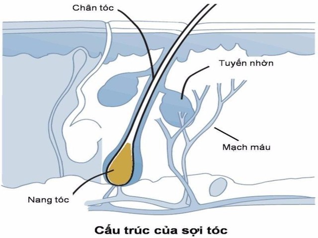Rụng tóc do viêm nang lông tuyến bả và do viêm chân tóc - Ảnh 1.