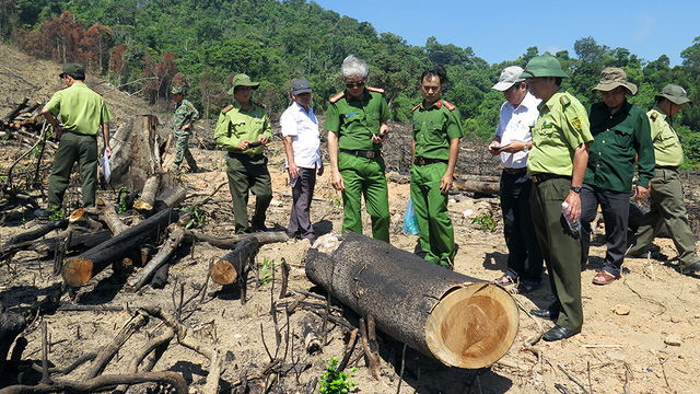 Thủ tướng yêu cầu Bình Định báo cáo vụ phá rừng ở An Lão - Ảnh 1.