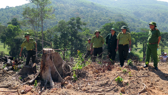 Thủ tướng yêu cầu Bình Định báo cáo vụ phá rừng ở An Lão - Ảnh 2.