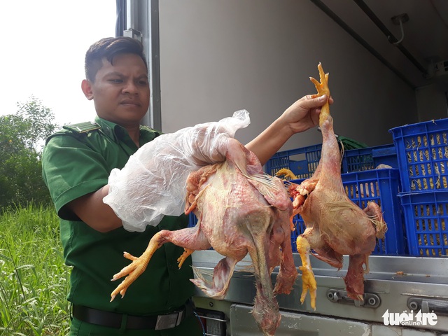Chim cút lậu đi Tiền Giang, bị bắt ở Sài Gòn - Ảnh 5. Chim cút lậu đi Tiền Giang, bị bắt ở Sài Gòn - Ảnh 5.