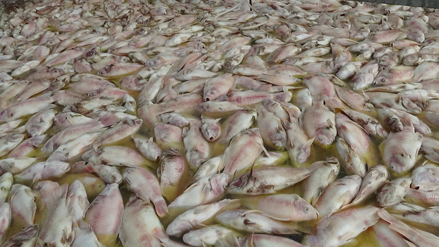 Người nuôi cá khóc ròng, vớt cá chết bán 1000 -2000 đồng/kg - Ảnh 3.