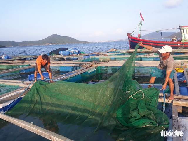 Thủ phủ tôm hùm lại lao đao - Ảnh 2. Thủ phủ tôm hùm lại lao đao - Ảnh 2.