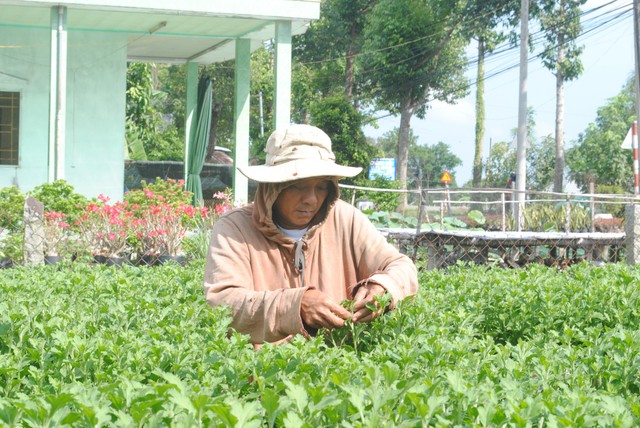 3 triệu giỏ hoa Sa Đéc chờ Tết, tăng 1 triệu so với năm trước - Ảnh 2. 3 triệu giỏ hoa Sa Đéc chờ Tết, tăng 1 triệu so với năm trước - Ảnh 2.
