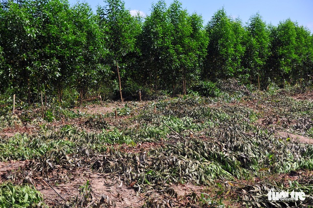 Dân tố bị chặt trên 7ha tràm, công an vào cuộc xác minh - Ảnh 3. Dân tố bị chặt trên 7ha tràm, công an vào cuộc xác minh - Ảnh 3.