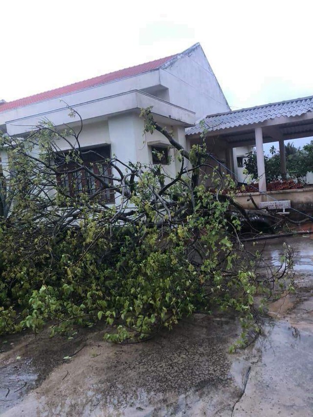 Phú Quý có mưa to, gió giật, cây xanh ngã đổ - Ảnh 1.