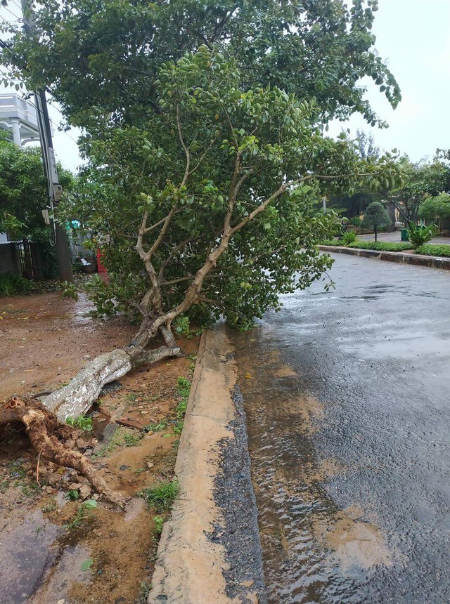 Phú Quý có mưa to, gió giật, cây xanh ngã đổ - Ảnh 2.
