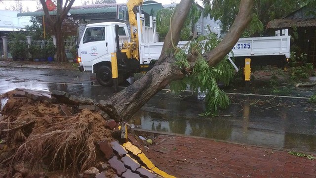 Bão số 9: cây xanh ngã đổ đè bẹp xe máy - Ảnh 3. Bão số 9: cây xanh ngã đổ đè bẹp xe máy - Ảnh 3.