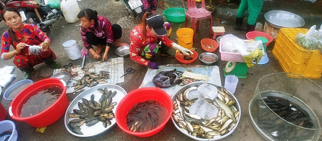 Những mùa cá đồng miền lũ - kỳ 3: Khi nguồn cá đồng cạn kiệt - Ảnh 3.