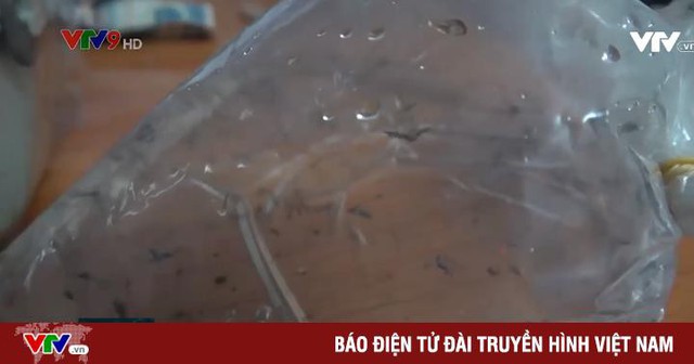 TP.HCM: nhiều cửa hàng vẫn bán lăng quăng làm thức ăn cho cá cảnh - Ảnh 1.