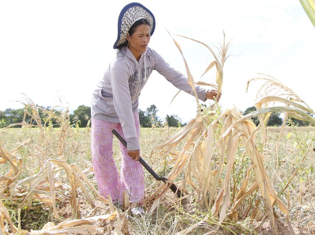 Ninh Thuận mưa ít, các hồ chứa tiếp tục trơ đáy - Ảnh 4. Ninh Thuận mưa ít, các hồ chứa tiếp tục trơ đáy - Ảnh 4.