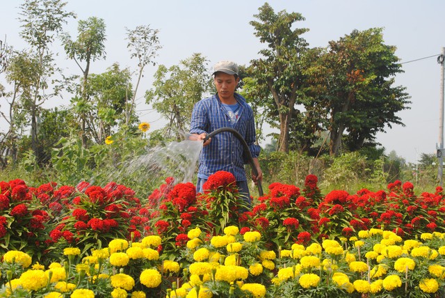Đưa đón khách tham quan làng hoa Sa Đéc bằng xe điện, xe ngựa - Ảnh 2. Đưa đón khách tham quan làng hoa Sa Đéc bằng xe điện, xe ngựa - Ảnh 2.