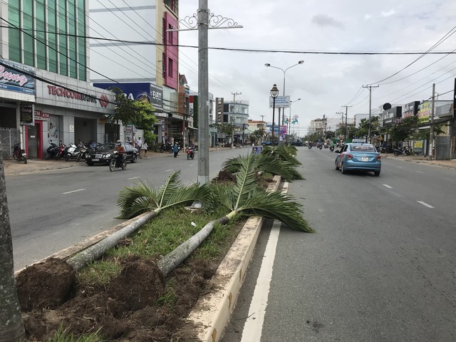 Bứng hạ hàng trăm cây cau trên 15 tuổi ở Sóc Trăng - Ảnh 2.