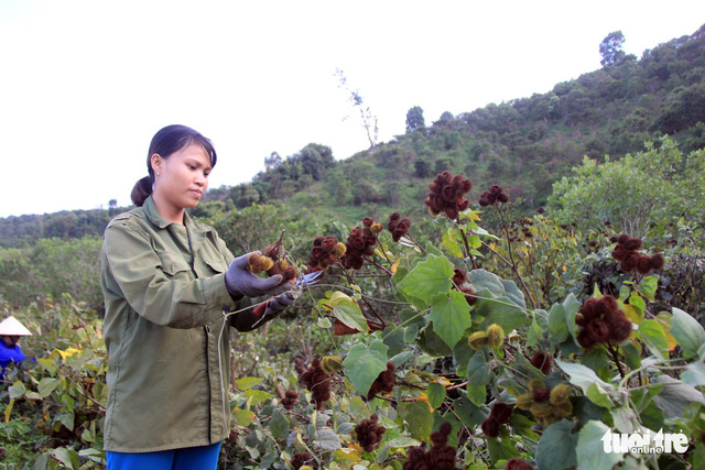 Về nơi lèn đá tỉa bắp, khơi dòng nước - Ảnh 2.