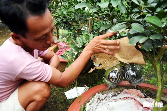 Bưởi tết tạo hình hồ lô, thỏi vàng có chữ Tài – Lộc “cháy” hàng - Ảnh 9. Bưởi tết tạo hình hồ lô, thỏi vàng có chữ Tài – Lộc “cháy” hàng - Ảnh 9.