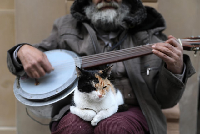 Lang thang khám phá thành phố...mèo Istanbul - Ảnh 8.