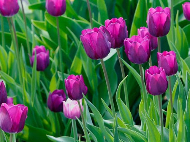 Trồng thành công hoa tulip tại miền núi Quảng Trị - Ảnh 1.