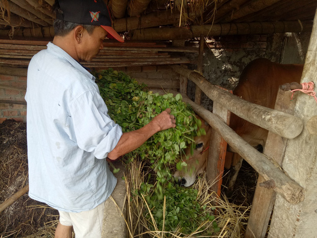 Bán 20kg rau không mua nổi một tô bún - Ảnh 4.